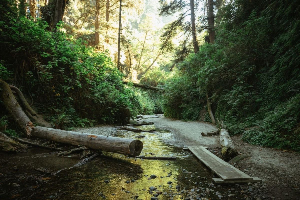 hidden-fern-canyons-of-washingtons-olympic-national-park