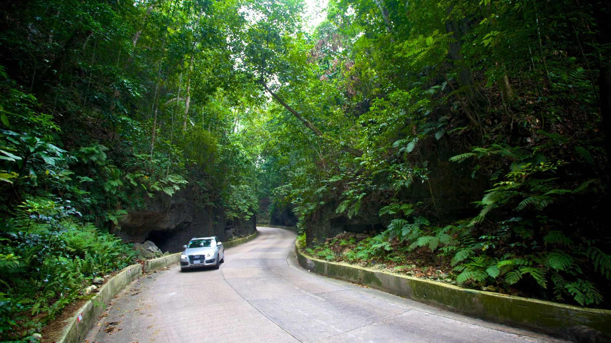 Hidden-Fern-Gullies-Of-The-Mystic-Rainforest hidden-fern-gullies-of-the-mystic-rainforest