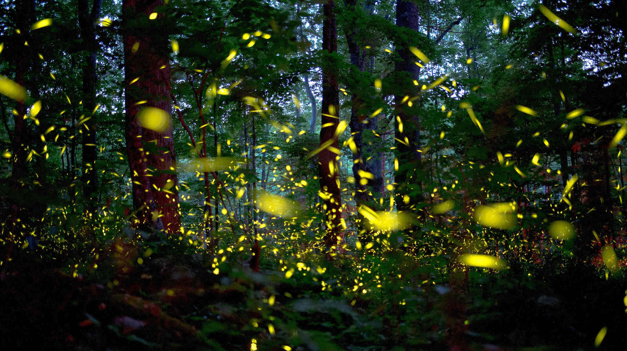 hidden-firefly-forests-of-elkmont-tennessee