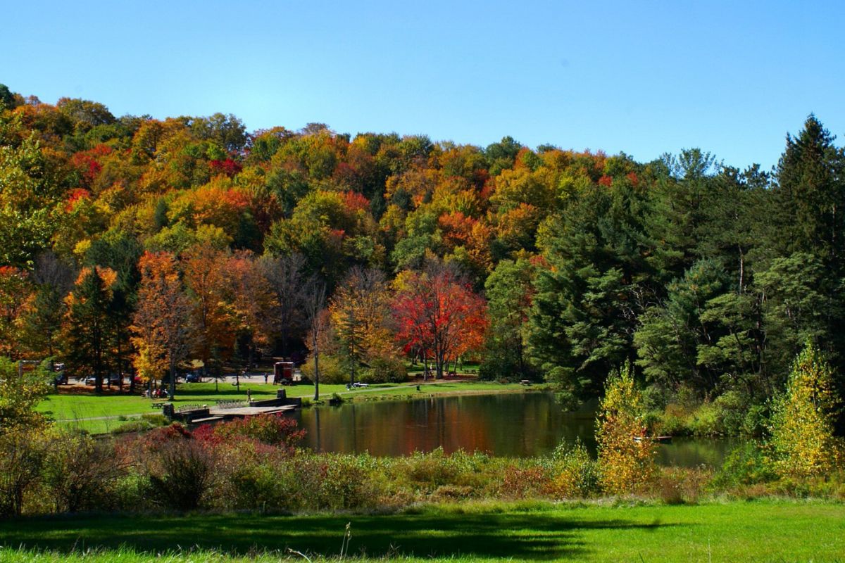 Hidden-Firefly-Valleys-In-New-York8217s-Allegany-State-Park hidden-firefly-valleys-in-new-yorks-allegany-state-park