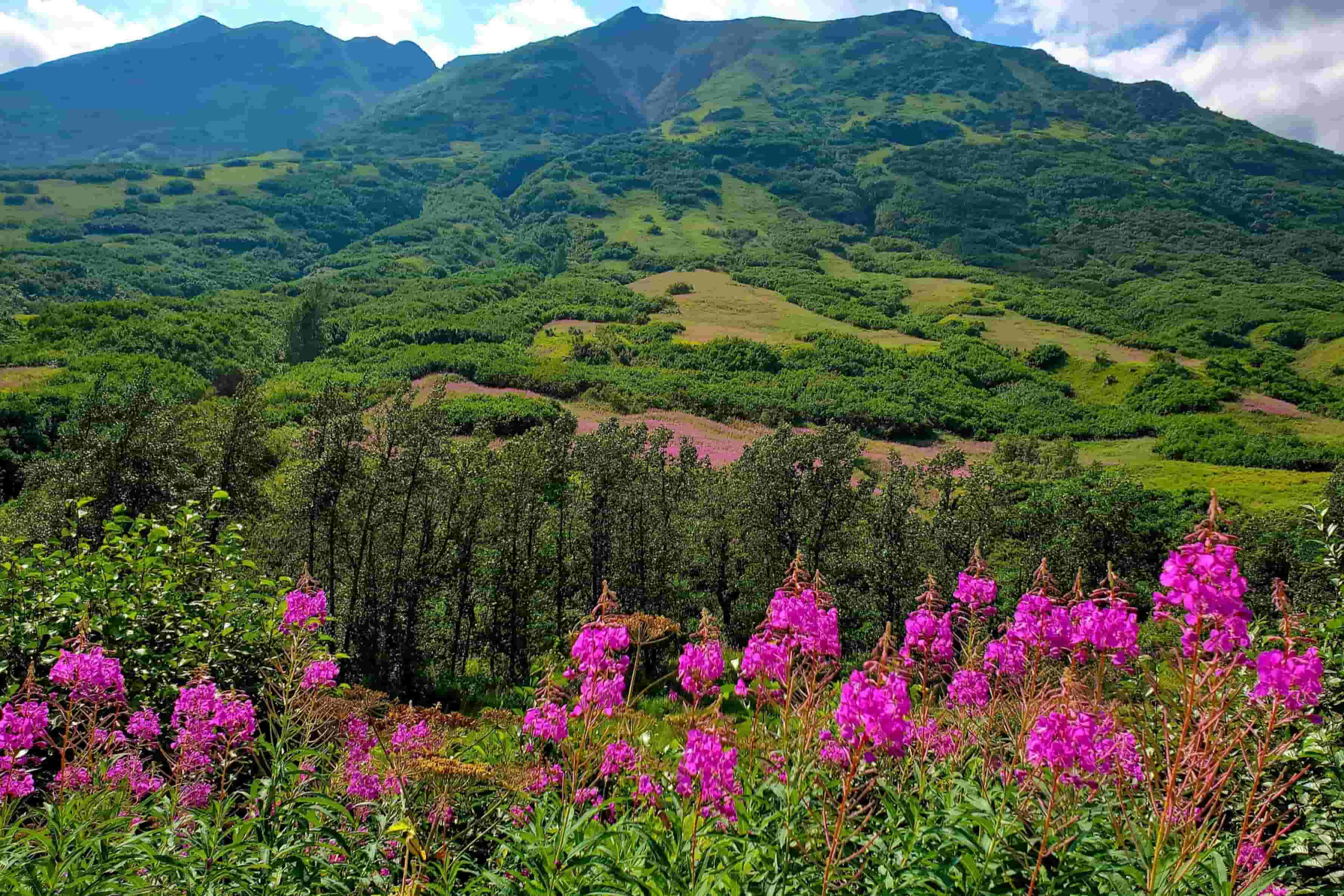 Hidden-Fireweed-Fields-Of-Alaska8217s-Chugach-State-Park hidden-fireweed-fields-of-alaskas-chugach-state-park