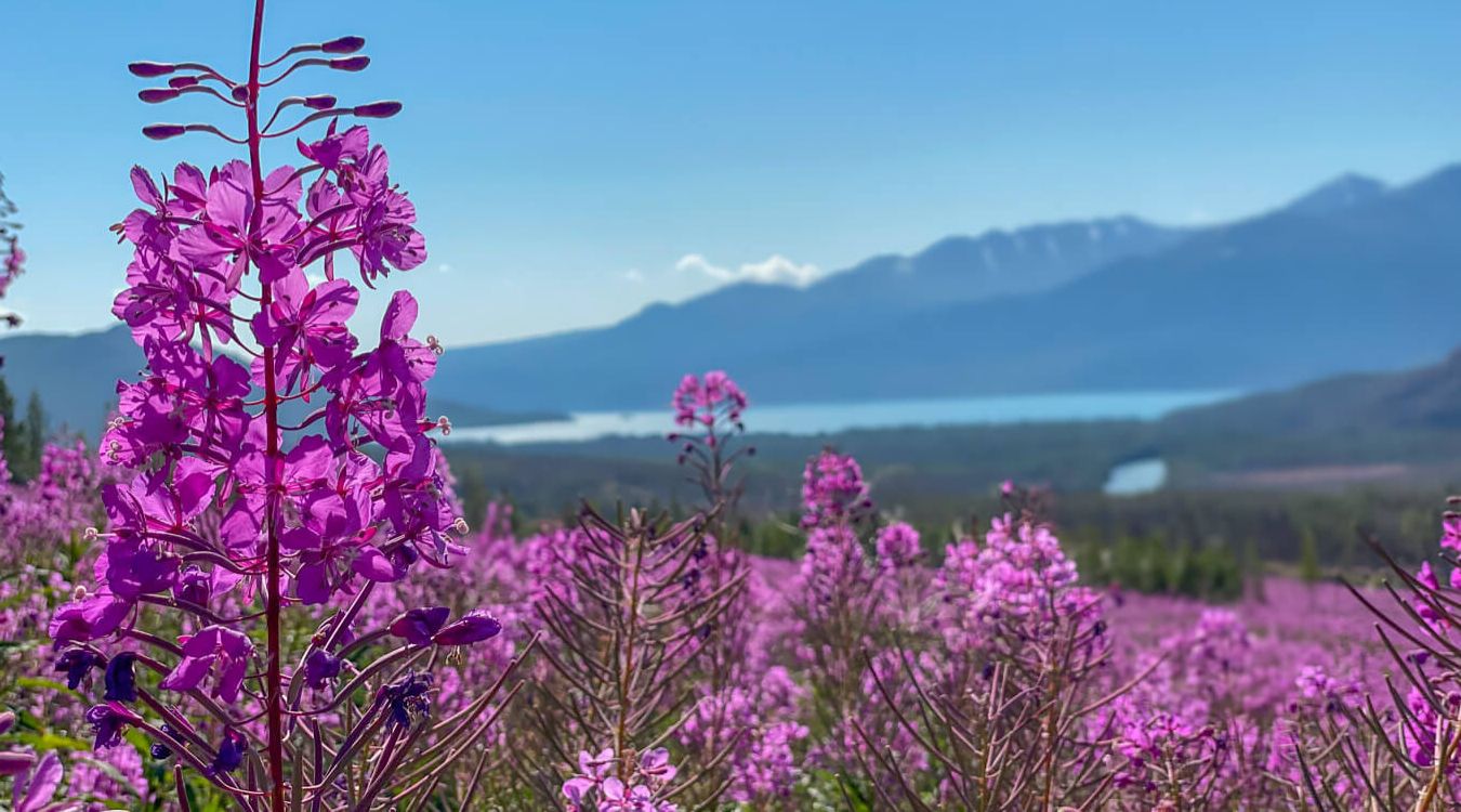 Hidden-Fireweed-Fields-Of-Alaska8217s-Interior hidden-fireweed-fields-of-alaskas-interior