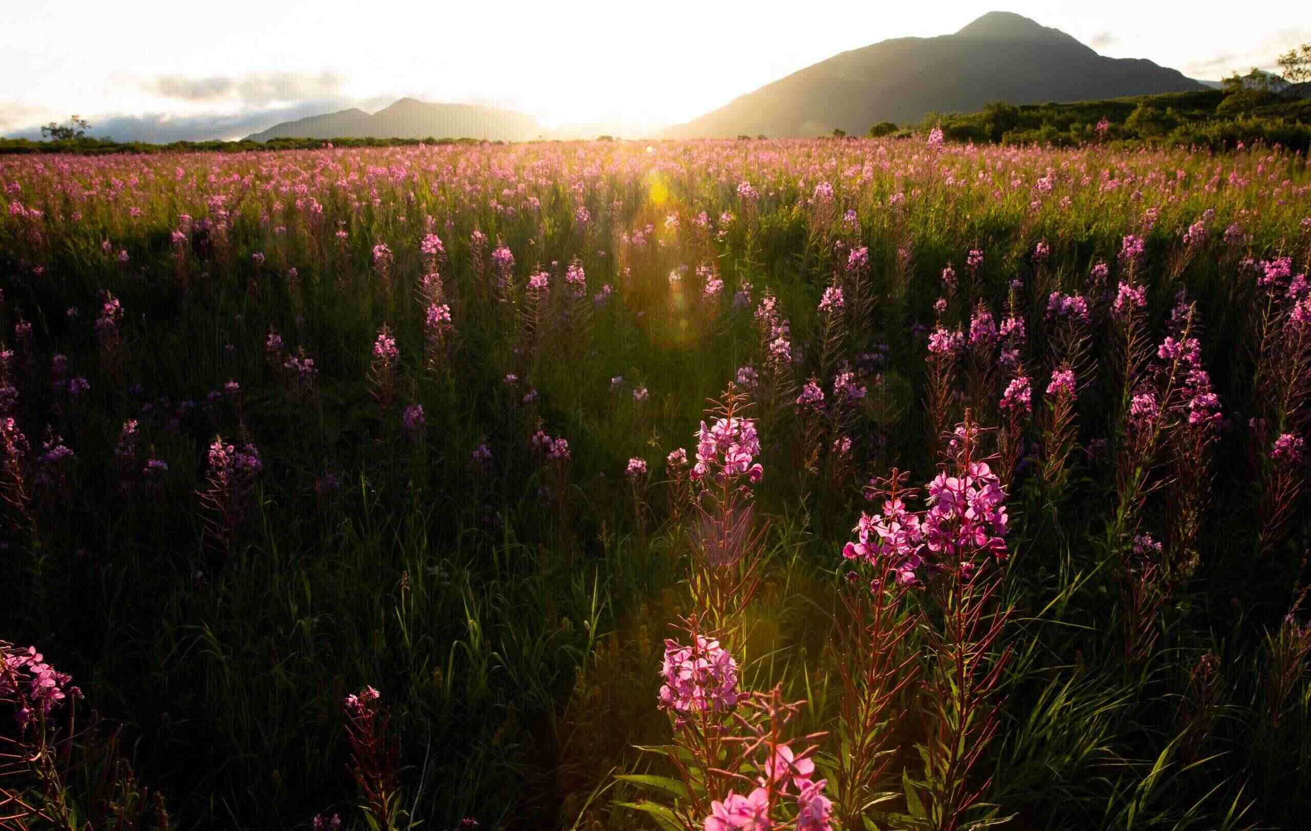 Hidden-Fireweed-Fields-Of-The-Tundra-Tablelands hidden-fireweed-fields-of-the-tundra-tablelands
