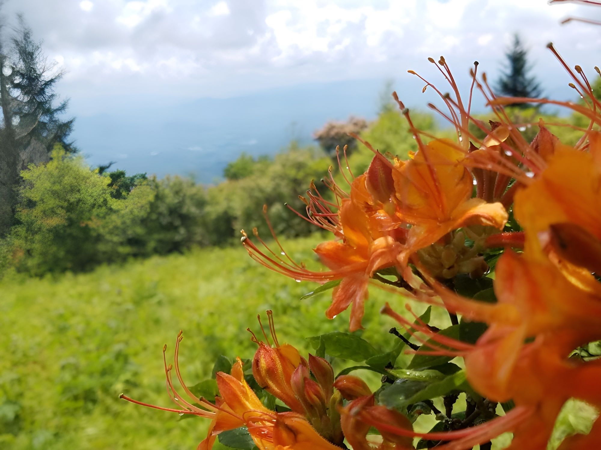 Hidden-Flame-Azalea-Gardens-In-The-Southern-Appalachians hidden-flame-azalea-gardens-in-the-southern-appalachians