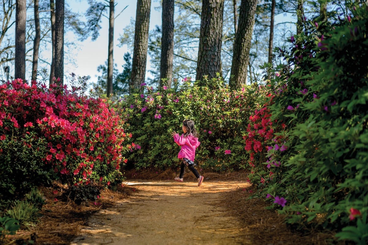 Hidden-Flame-Azalea-Gardens-In-The-Southern-Highlands hidden-flame-azalea-gardens-in-the-southern-highlands