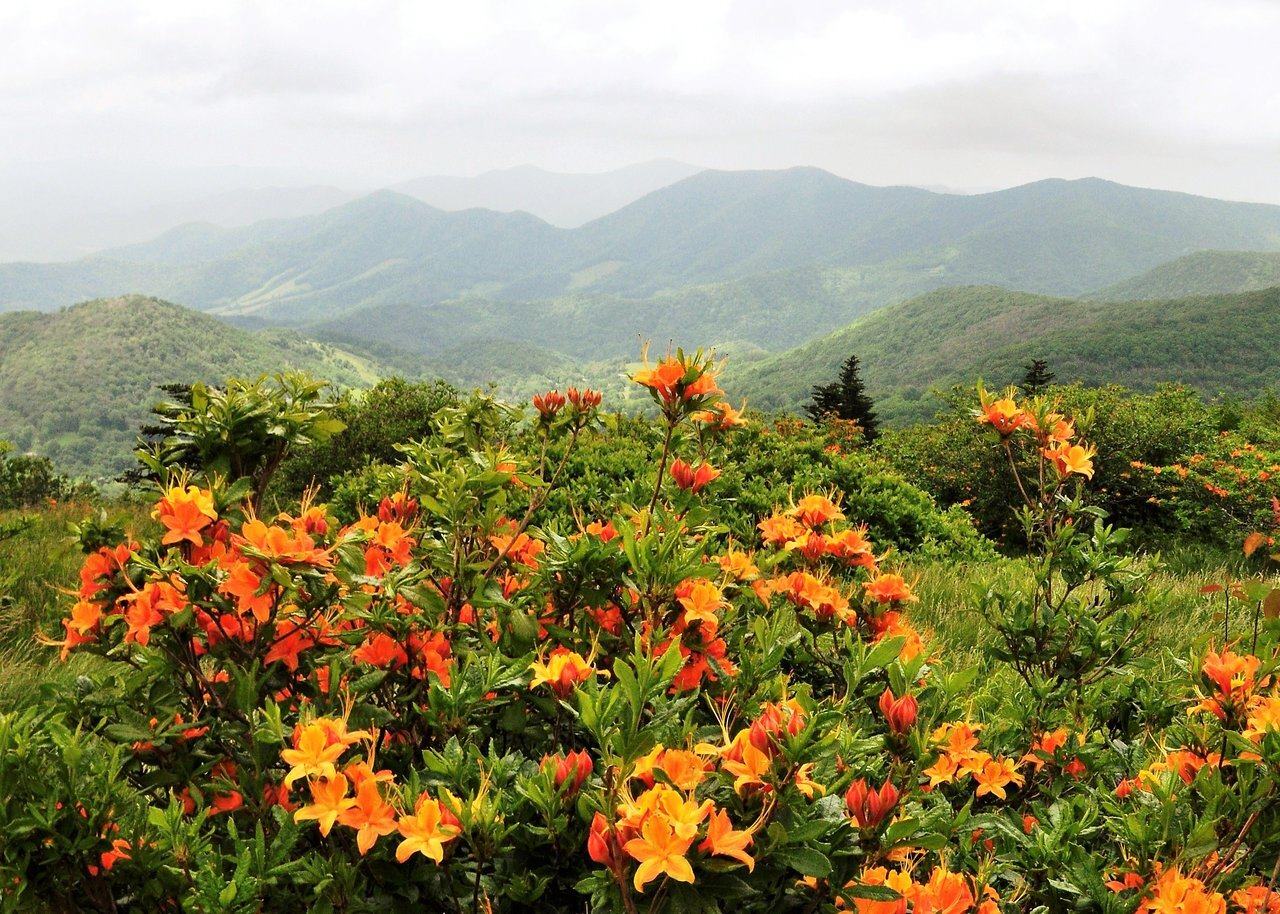 hidden-flame-azalea-glades-of-tennessees-roan-mountain