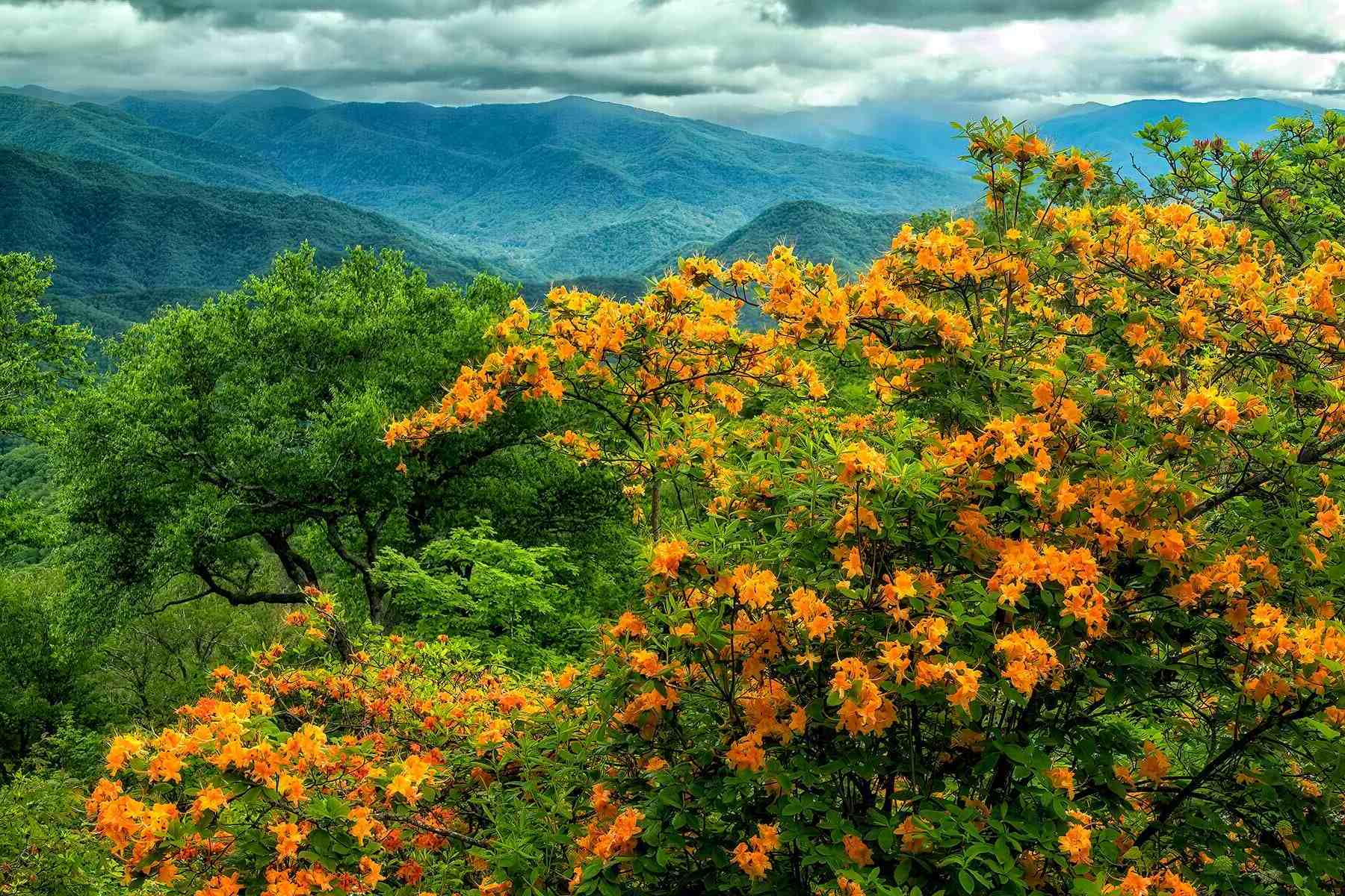Hidden-Flame-Azalea-Thickets-Of-The-Southern-Appalachians hidden-flame-azalea-thickets-of-the-southern-appalachians