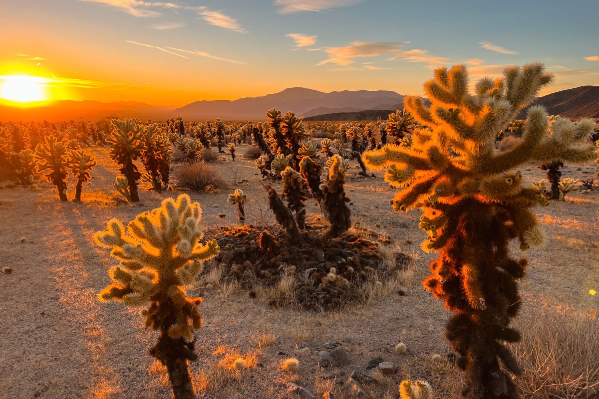Hidden-Flame-Cholla-Gardens-In-Joshua-Tree-California hidden-flame-cholla-gardens-in-joshua-tree-california