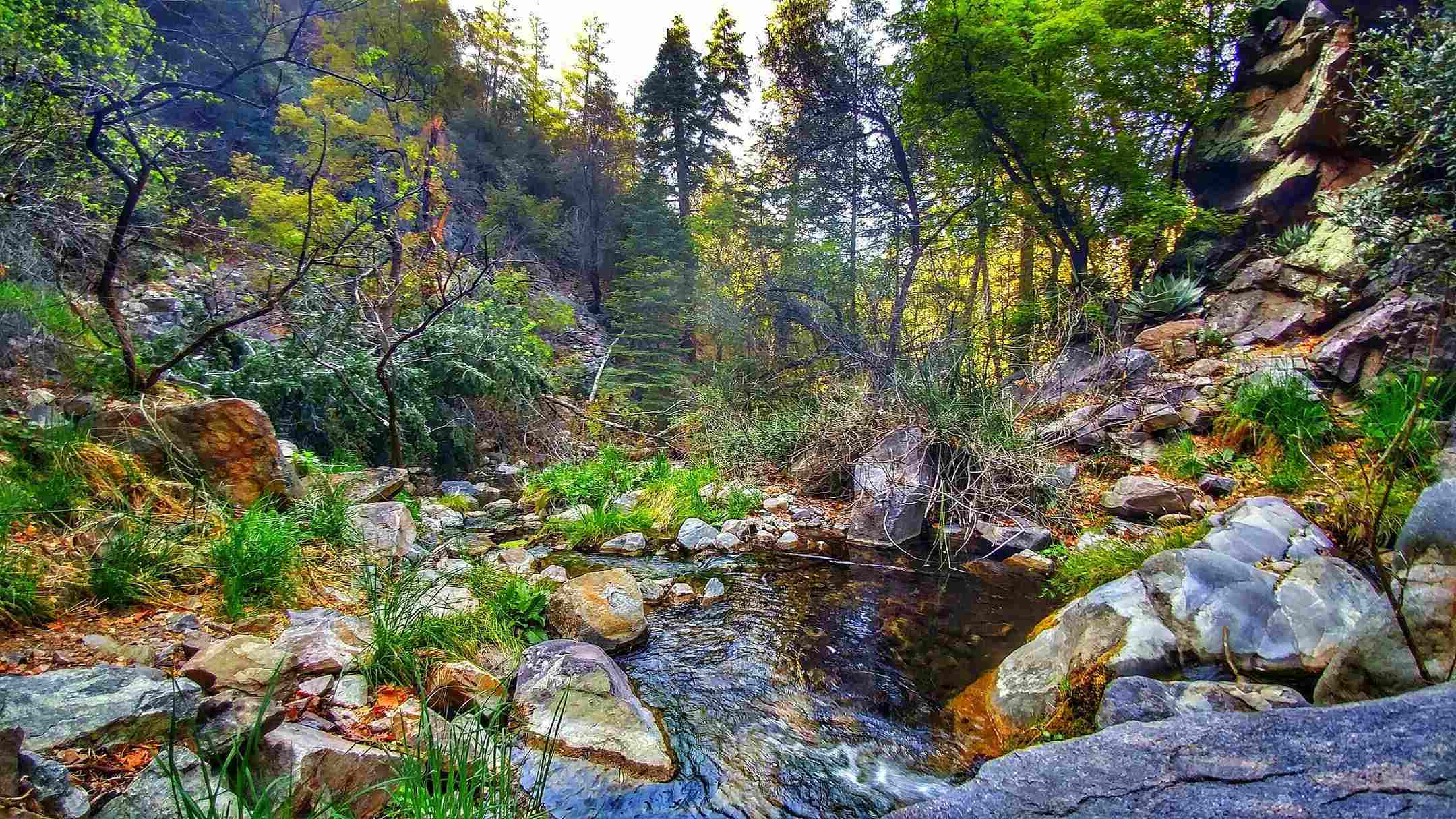 hidden-flame-skimmer-dragonfly-ponds-in-arizonas-ramsey-canyon