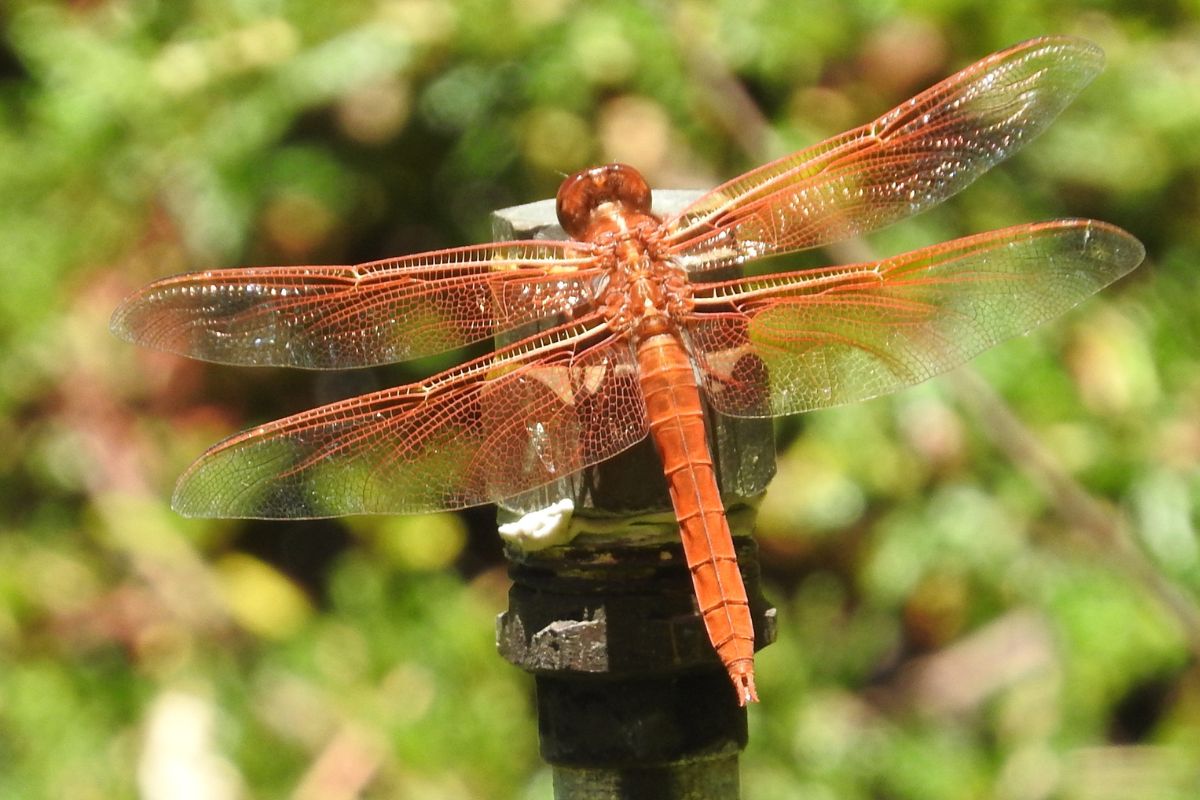 Hidden-Flame-Skimmer-Dragonfly-Ponds-In-Oregon8217s-Malheur-Refuge hidden-flame-skimmer-dragonfly-ponds-in-oregons-malheur-refuge