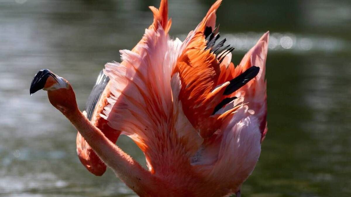 Hidden-Flamingo-Flats-Of-Florida8217s-Everglades-National-Park hidden-flamingo-flats-of-floridas-everglades-national-park
