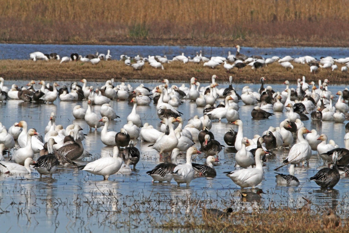 Hidden-Flamingo-Flats-Of-Louisiana8217s-Cameron-Prairie-National-Wildlife-Refuge hidden-flamingo-flats-of-louisianas-cameron-prairie-national-wildlife-refuge