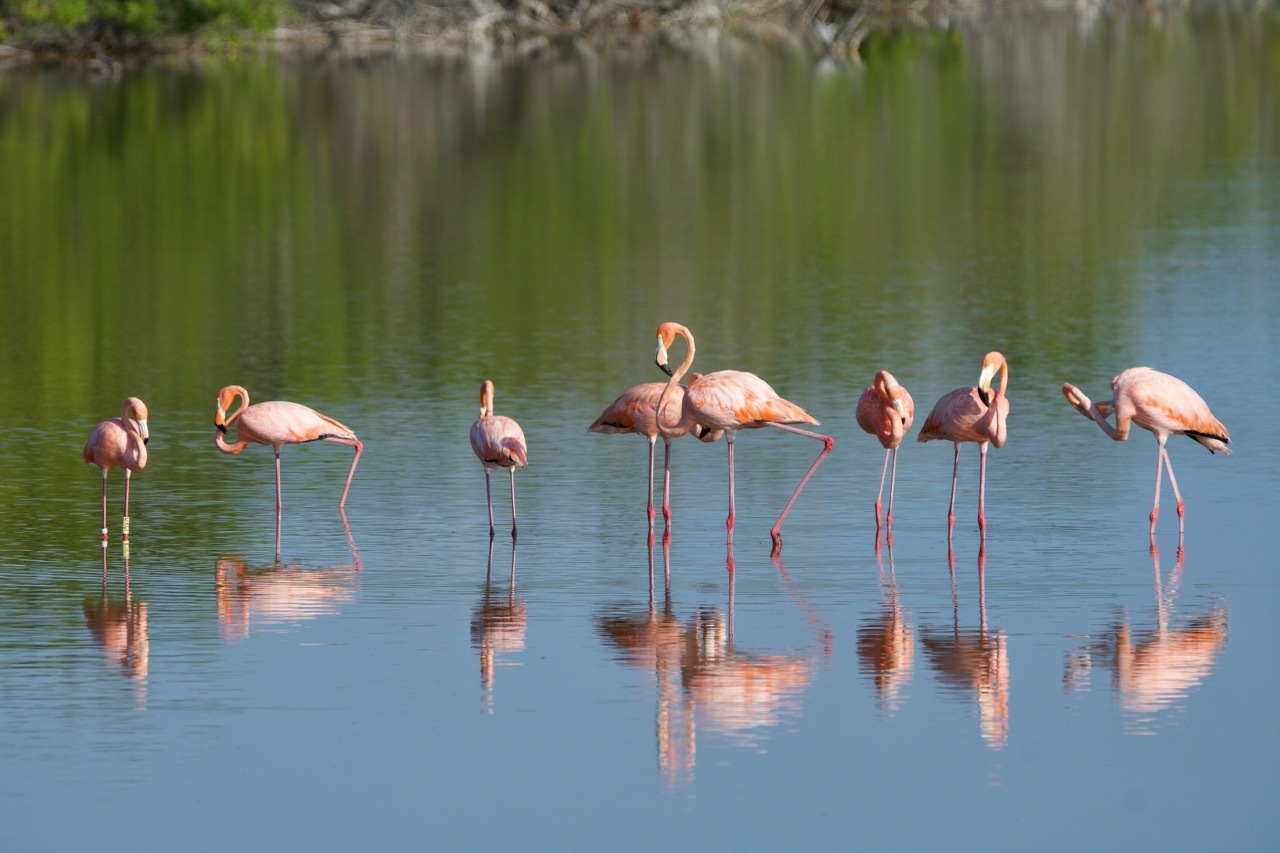 Hidden-Flamingo-Flats-Of-Louisiana8217s-Rockefeller-Wildlife-Refuge hidden-flamingo-flats-of-louisianas-rockefeller-wildlife-refuge