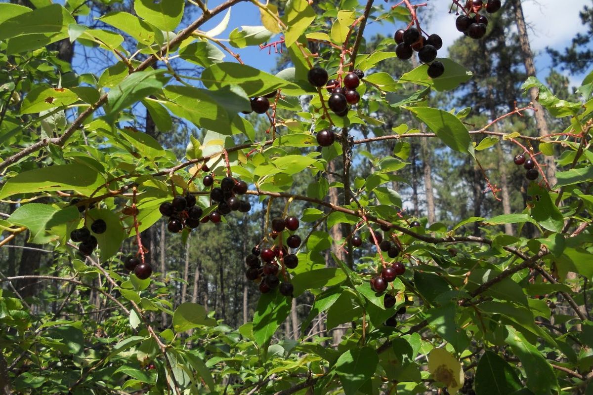 Hidden-Flavor-Trail-Wild-Chokecherry-Patches-Of-South-Dakota hidden-flavor-trail-wild-chokecherry-patches-of-south-dakota