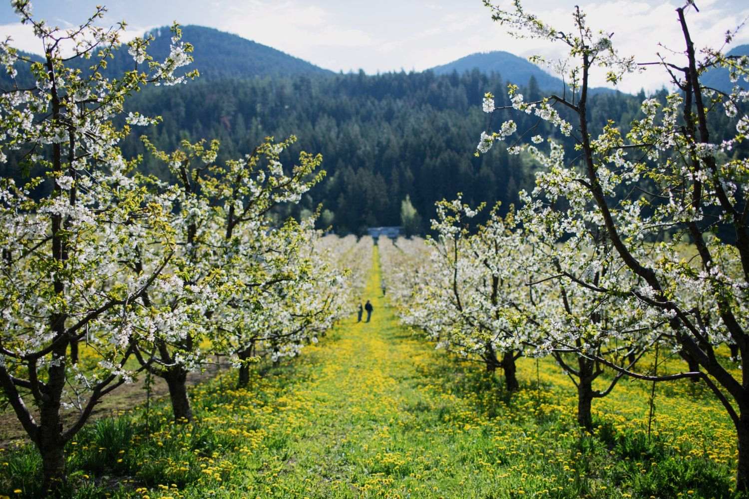 hidden-flavor-trails-of-montanas-flathead-cherry-orchards