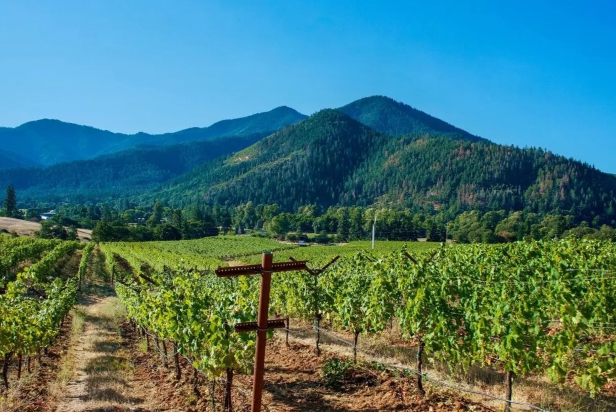hidden-flavor-trails-of-oregons-pinot-noir-vineyards
