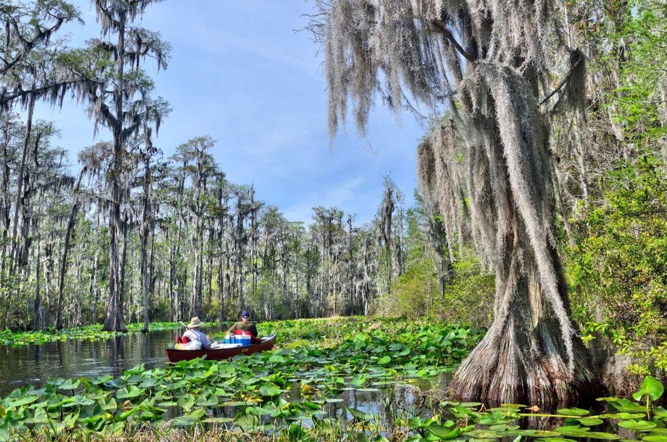 Hidden-Floating-Fens-Of-Okefenokee-Swamp-Georgia hidden-floating-fens-of-okefenokee-swamp-georgia