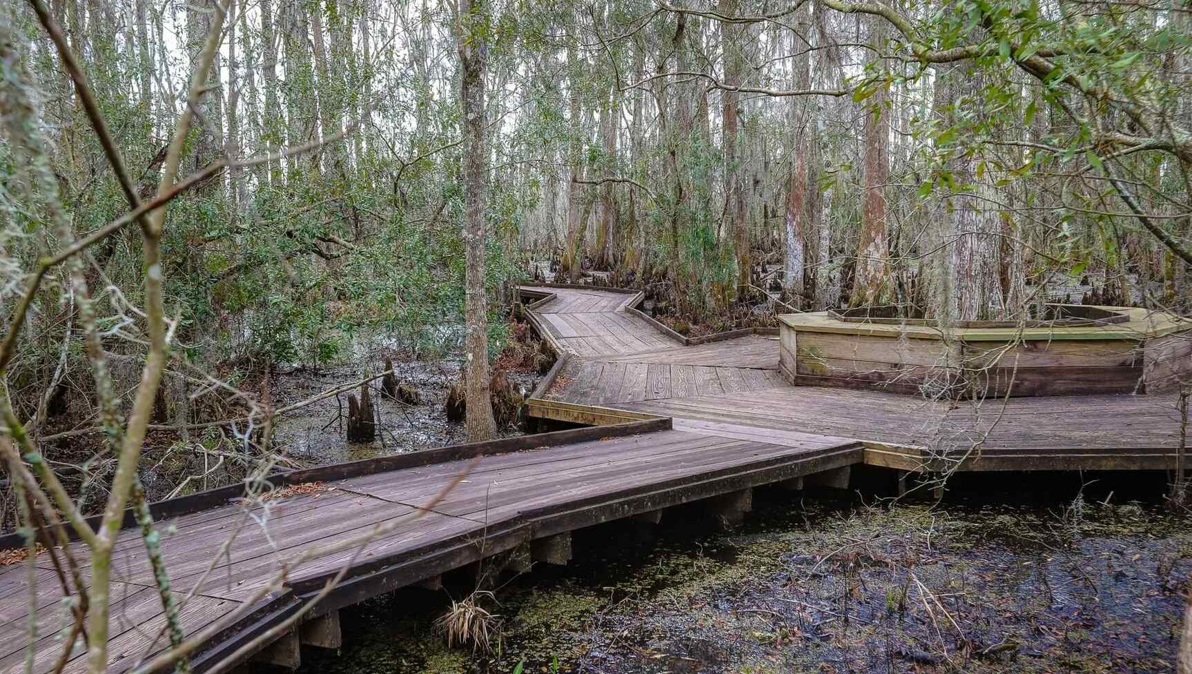 Hidden-Floating-Gardens-Of-Louisiana8217s-Barataria-Preserve hidden-floating-gardens-of-louisianas-barataria-preserve