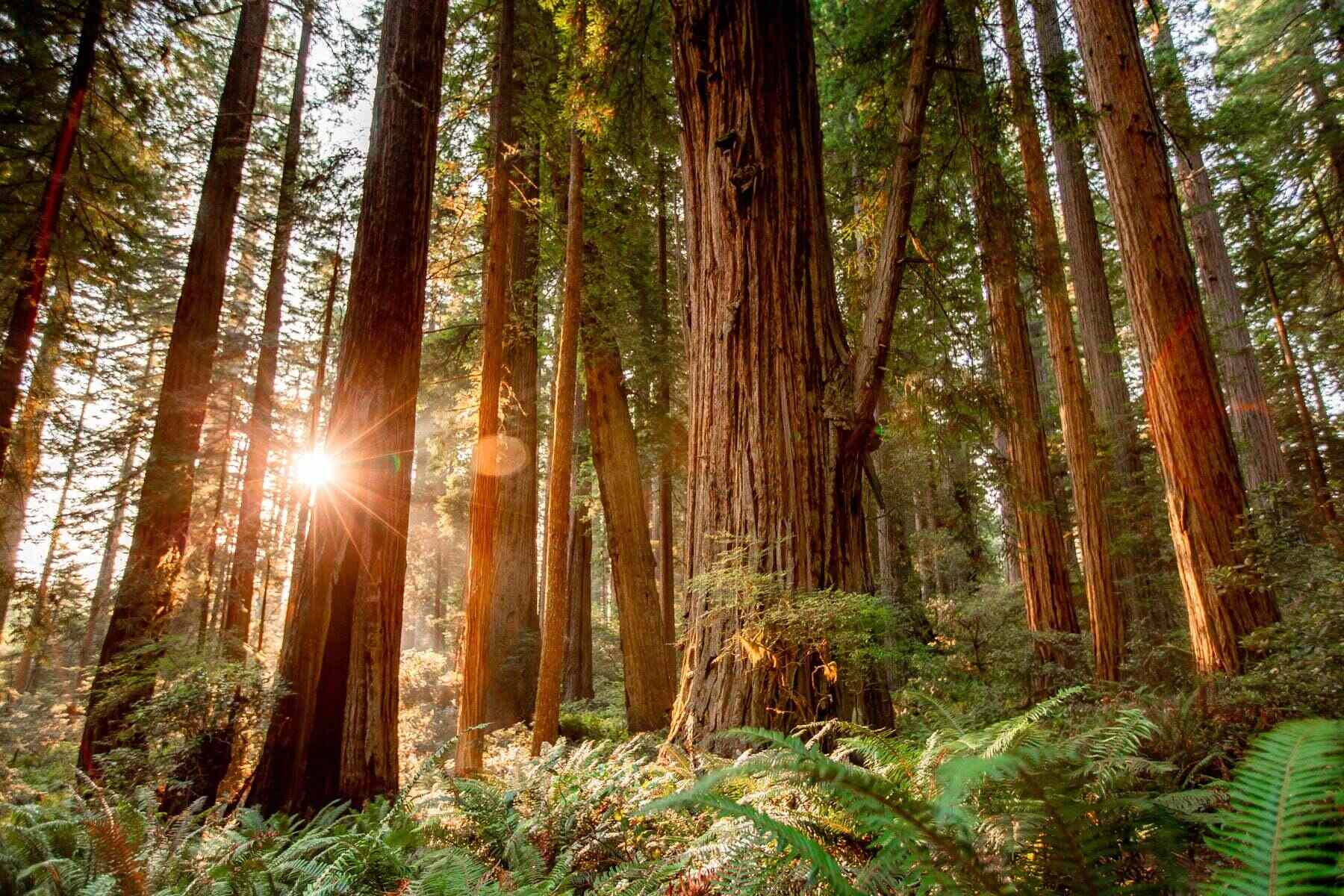 Hidden-Fogbow-Arches-In-Redwood-National-Park hidden-fogbow-arches-in-redwood-national-park