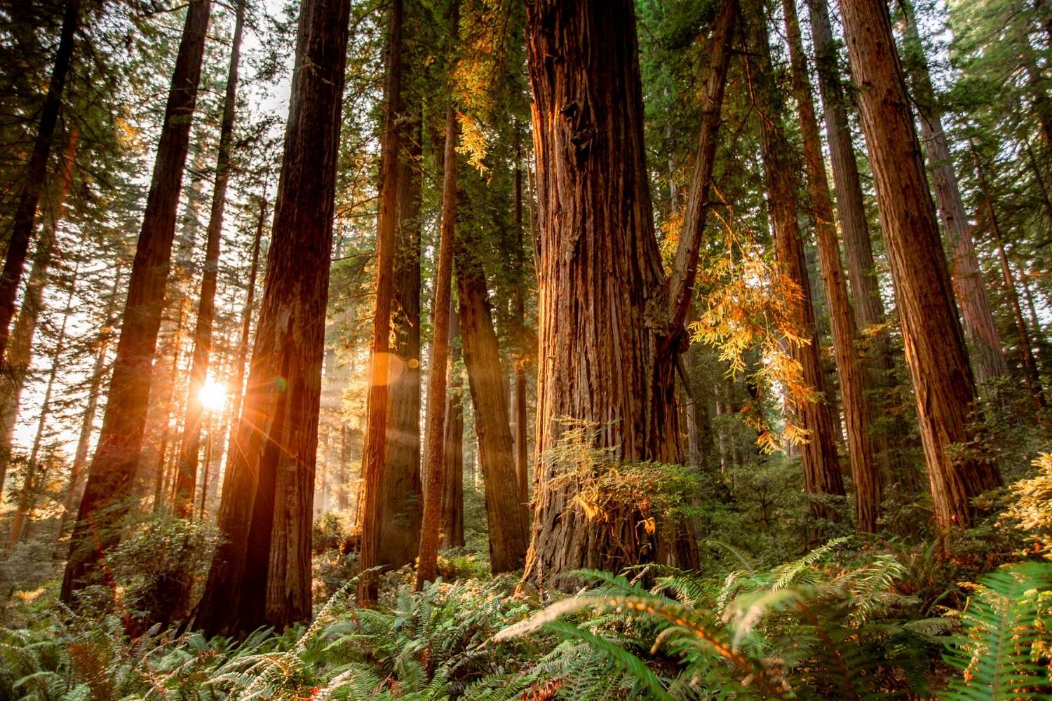 Hidden-Fogbow-Locations-In-California8217s-Redwood-National-Park hidden-fogbow-locations-in-californias-redwood-national-park