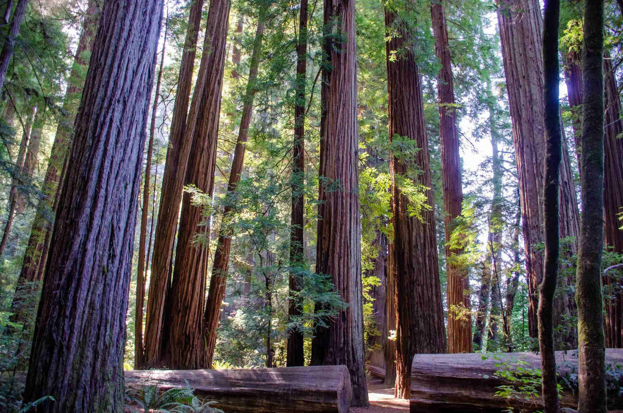 Hidden-Fogbow-Valleys-Of-California8217s-Redwood-National-Park hidden-fogbow-valleys-of-californias-redwood-national-park