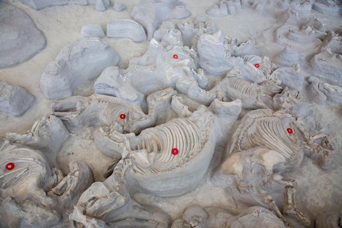 Hidden-Fossil-Dunes-Of-Nebraska8217s-Ashfall-Park hidden-fossil-dunes-of-nebraskas-ashfall-park