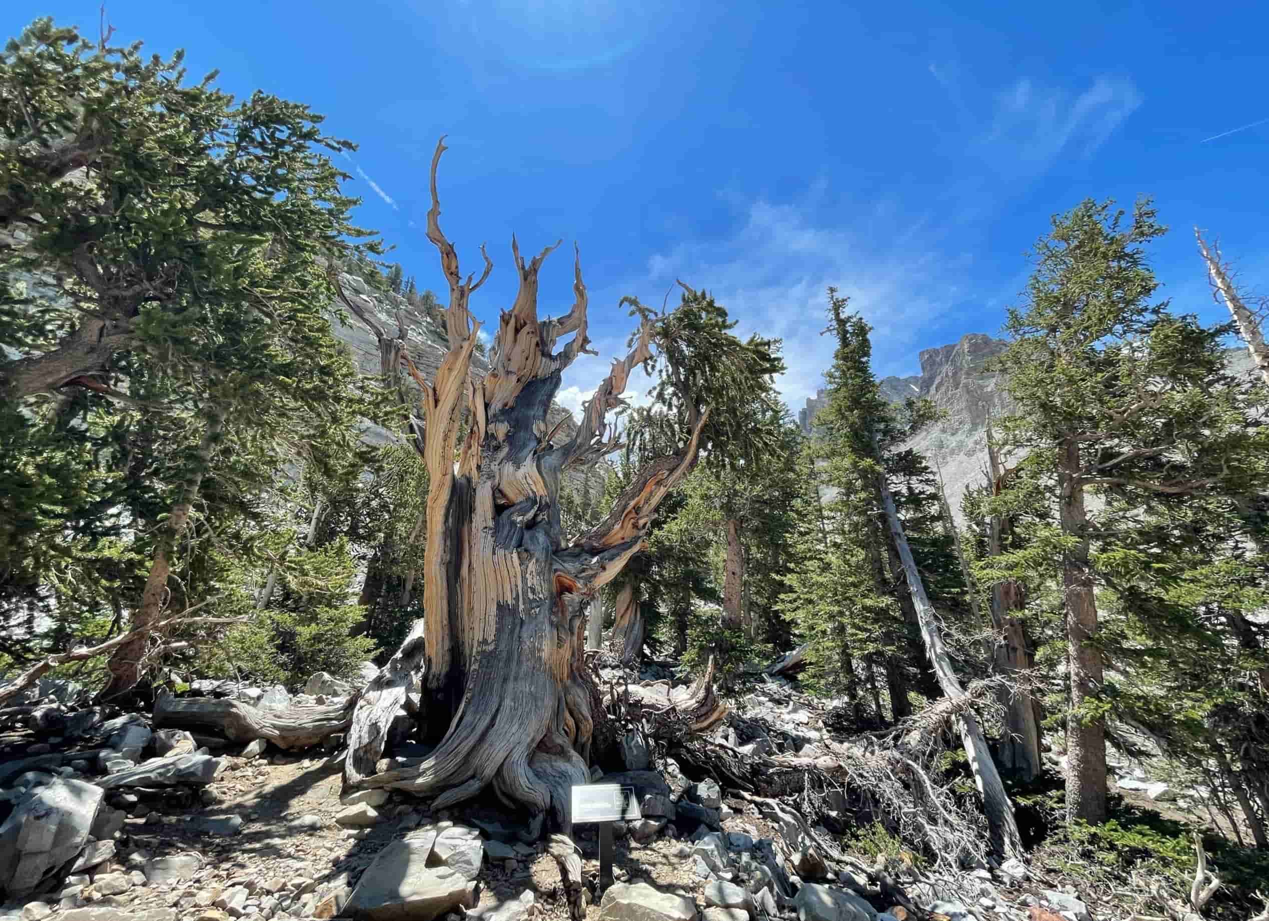 Hidden-Fossil-Forests-In-Nevada8217s-Great-Basin hidden-fossil-forests-in-nevadas-great-basin