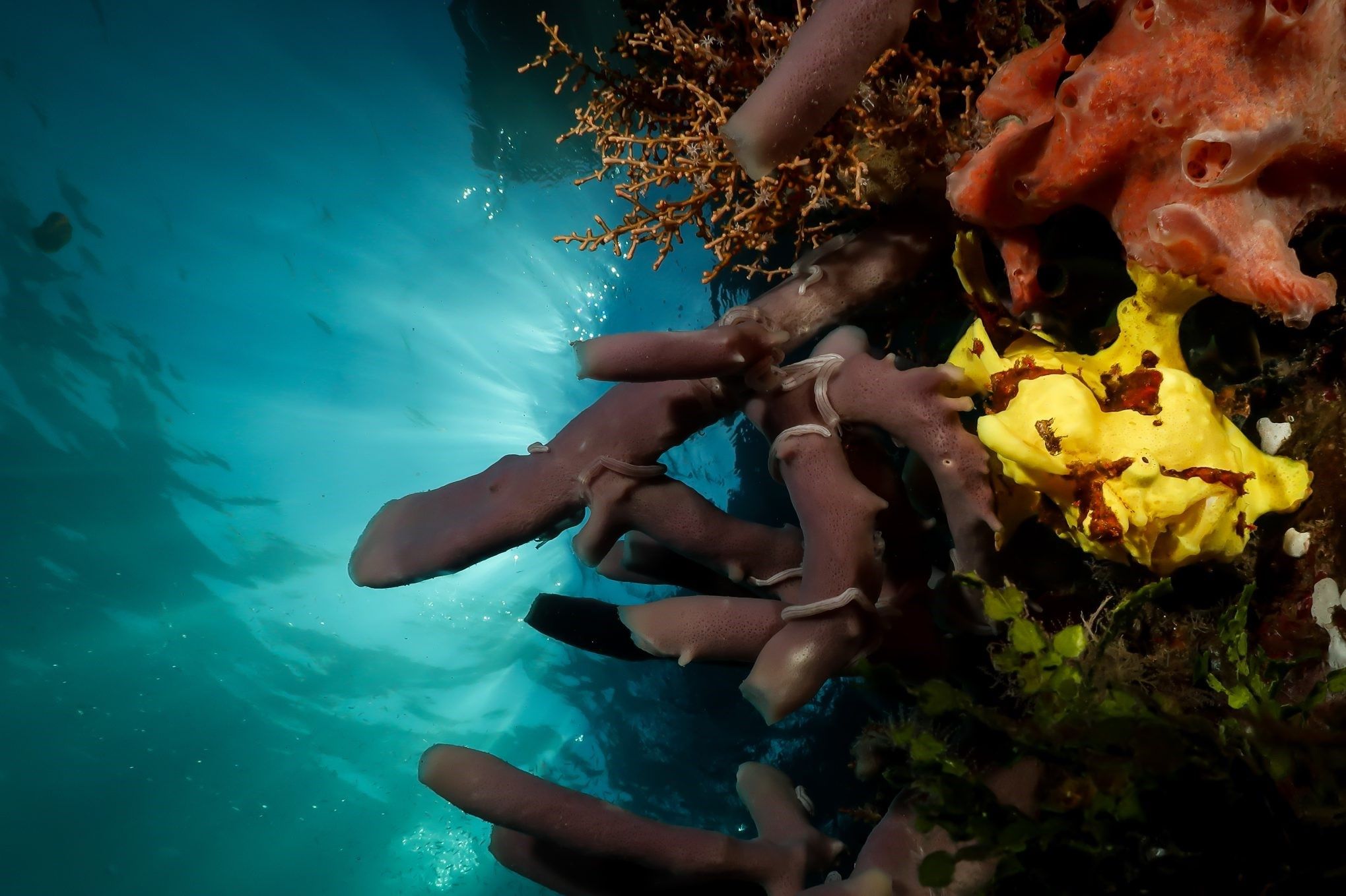 Hidden-Frogfish-Fields-In-Coral-Reefs hidden-frogfish-fields-in-coral-reefs