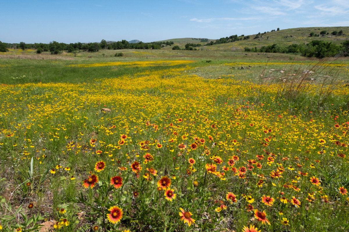 Hidden-Frost-Flower-Fields-Of-Oklahoma8217s-Wichita-Mountains hidden-frost-flower-fields-of-oklahomas-wichita-mountains