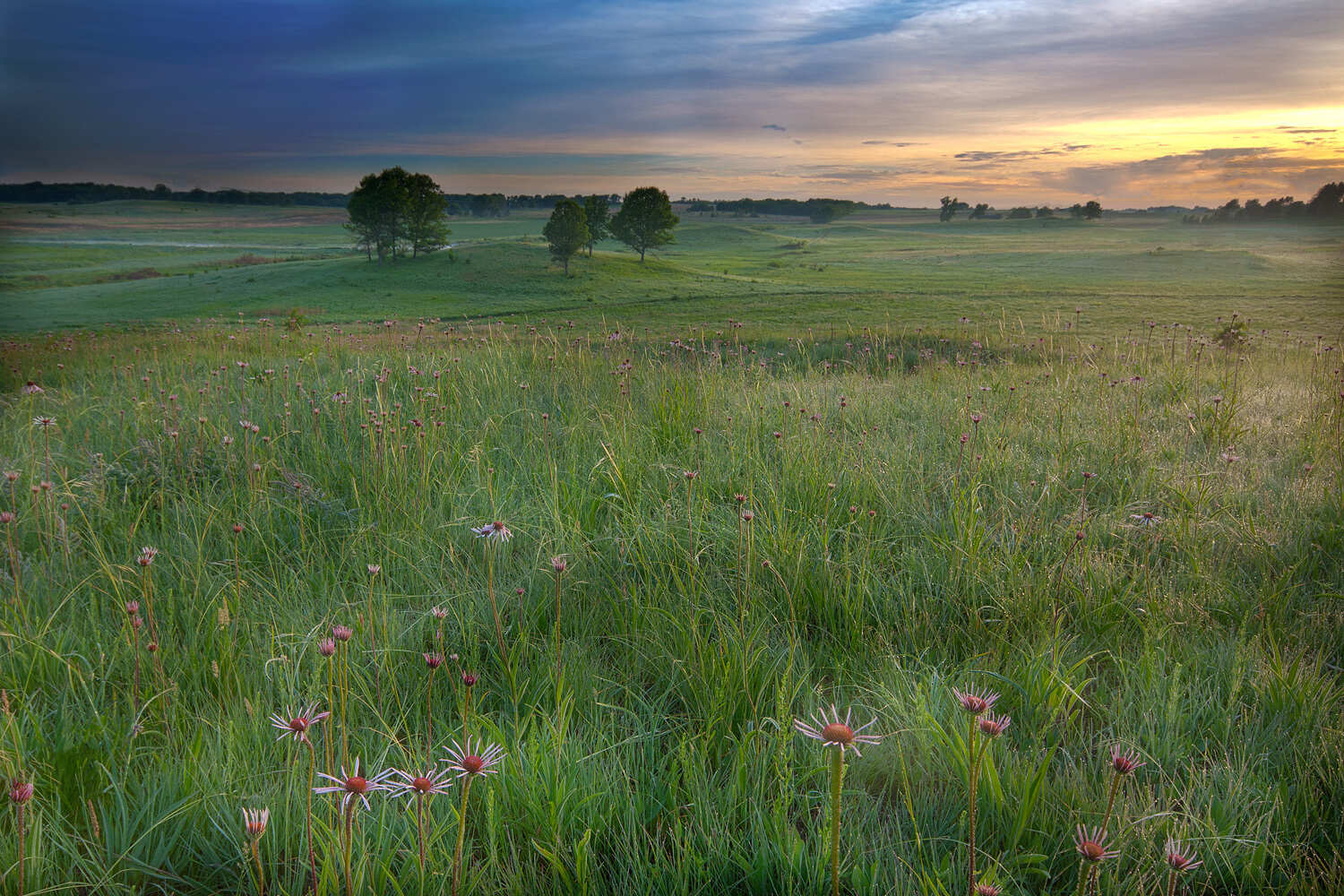 Hidden-Frost-Flower-Fields-Of-The-Ozark-Plateaus hidden-frost-flower-fields-of-the-ozark-plateaus