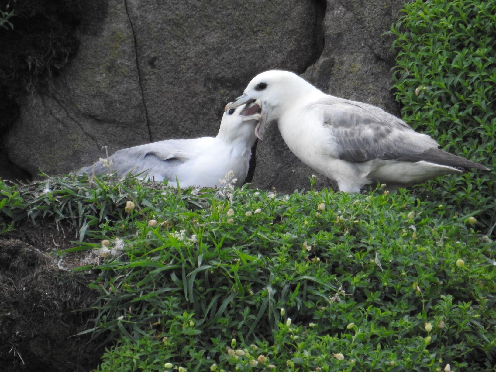 Hidden-Fulmar-Fjords-Of-Seabird-Sanctuaries hidden-fulmar-fjords-of-seabird-sanctuaries