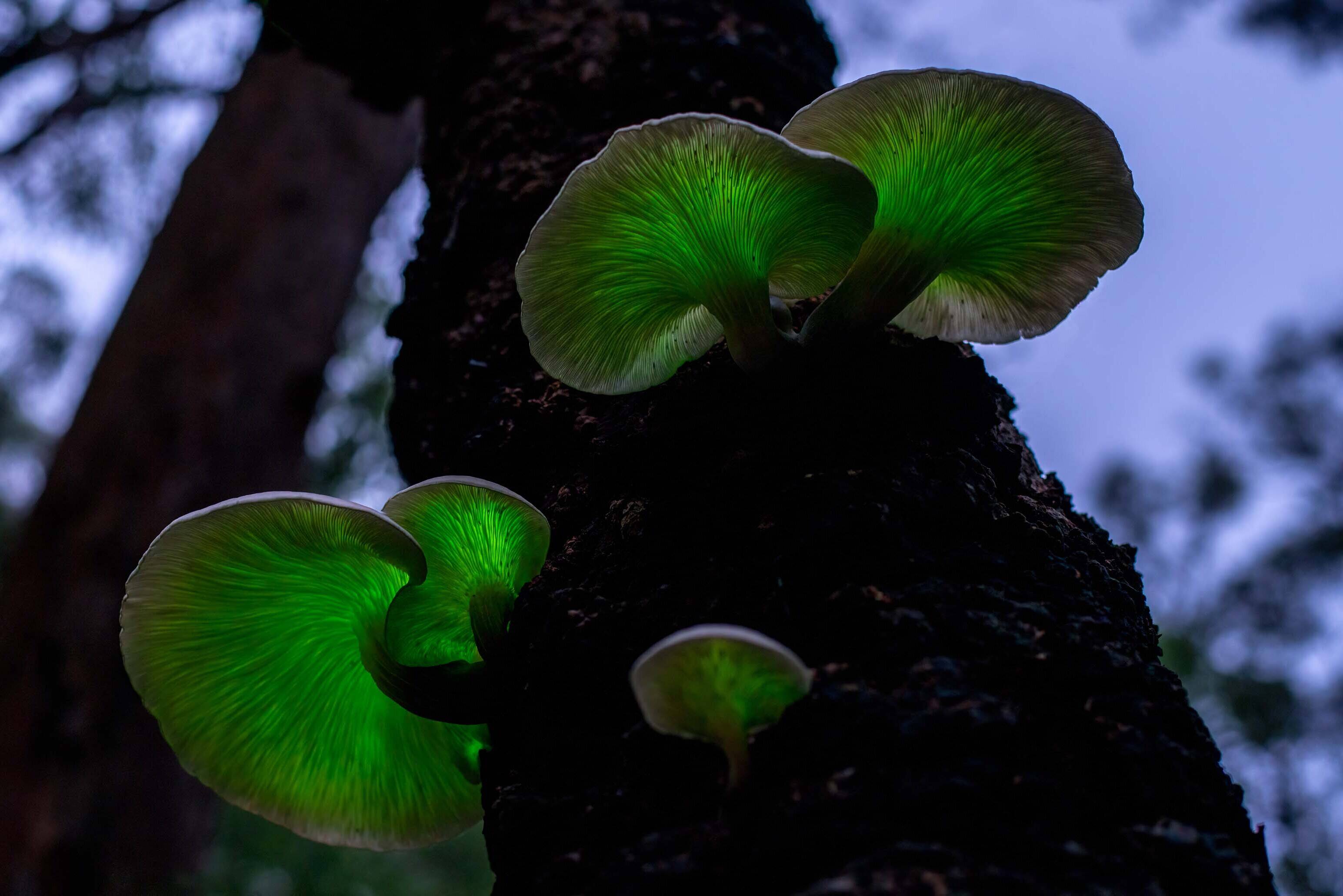 hidden-glowing-mushroom-farms-of-new-zealand