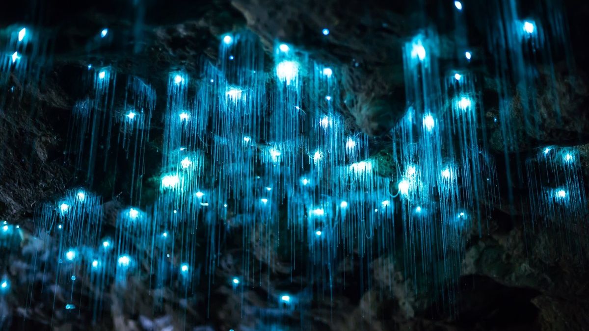 Hidden-Glowworm-Caves-Of-Waitomo-New-Zealand8217s-Underground-Stars hidden-glowworm-caves-of-waitomo-new-zealands-underground-stars