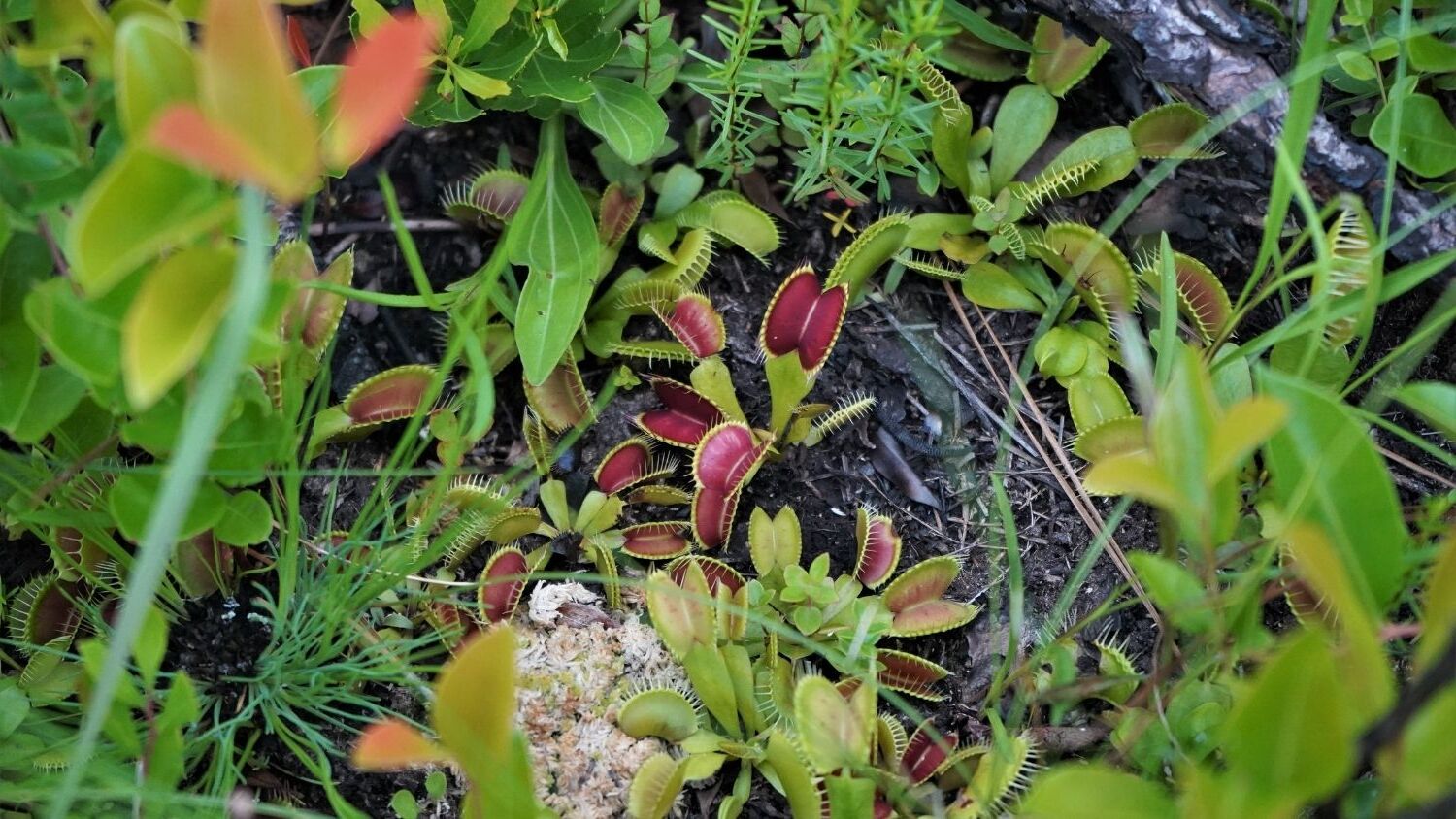 hidden-habitats-of-north-carolinas-venus-flytraps