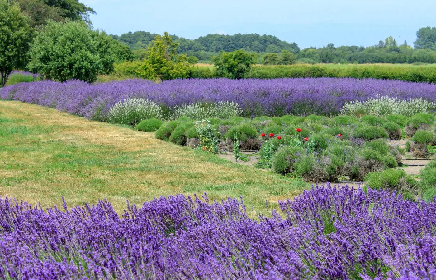 Hidden-Lavender-Fields-Of-Sequim-Washington8217s-Purple-Wonderland hidden-lavender-fields-of-sequim-washingtons-purple-wonderland