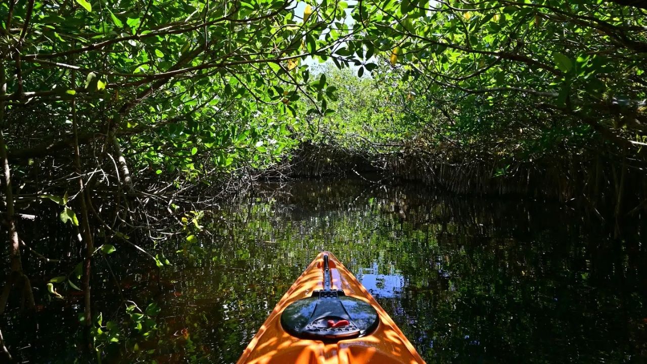 Hidden-Mangrove-Tunnels-Of-Florida-TouristSecrets hidden-mangrove-tunnels-of-florida-touristsecrets