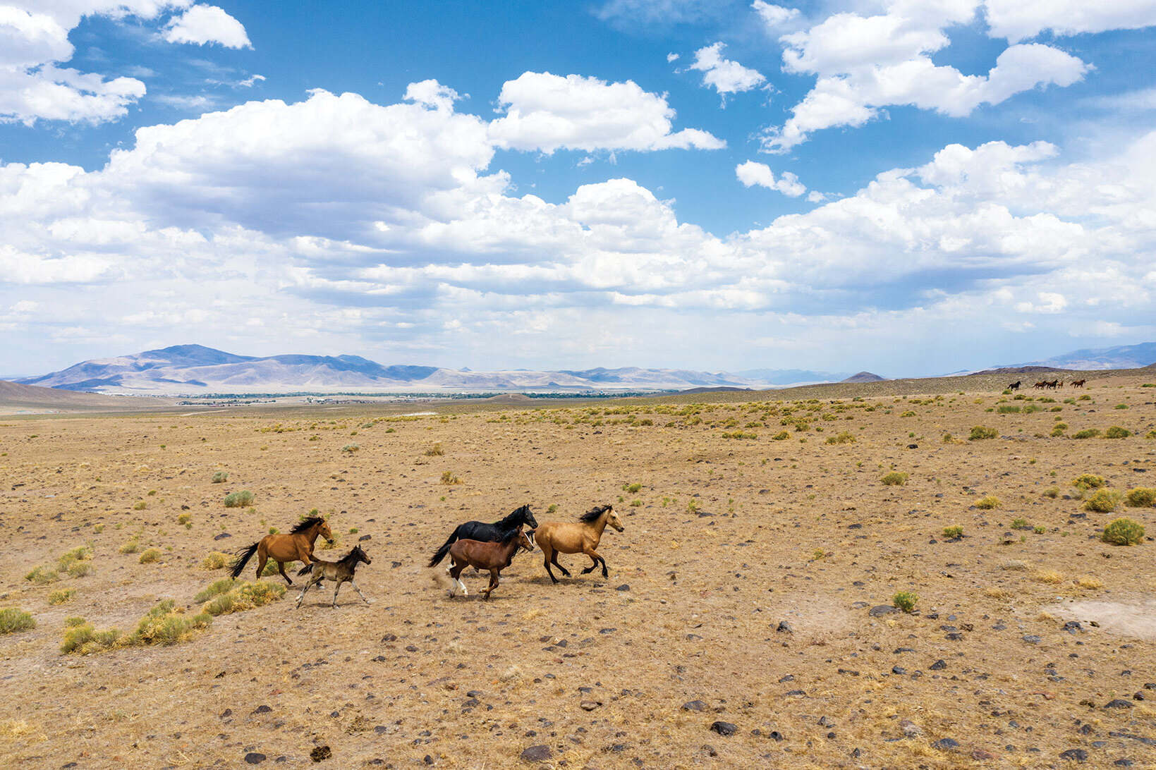 Hidden-Mustang-Viewing-Locations-In-Nevada-TouristSecrets hidden-mustang-viewing-locations-in-nevada-touristsecrets