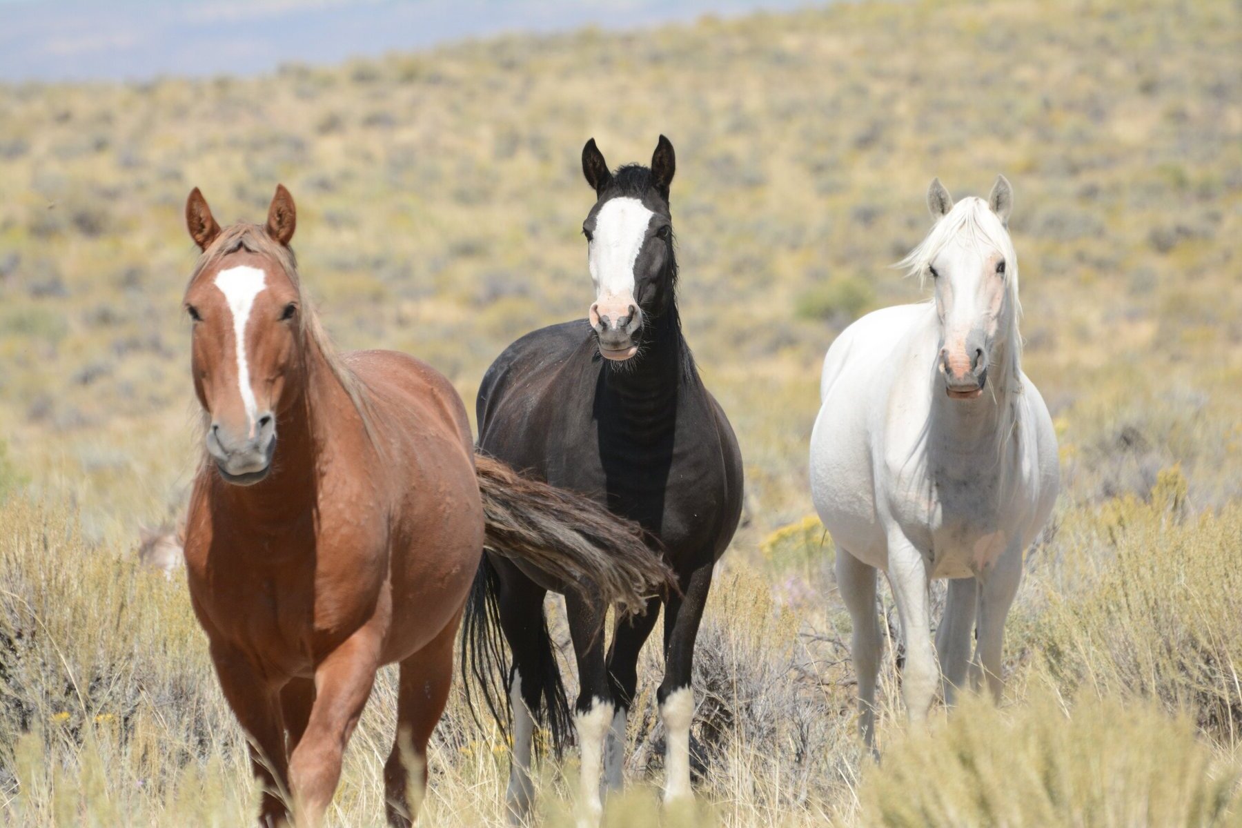 Hidden-Mustang-Viewing-Spots-Revealed-TouristSecrets hidden-mustang-viewing-spots-revealed-touristsecrets