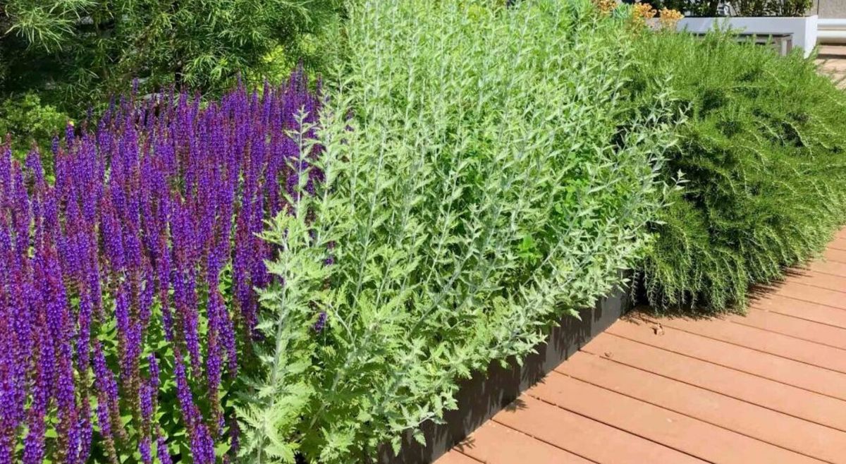 Hidden-Rooftop-Lavender-Fields-In-New-York-City hidden-rooftop-lavender-fields-in-new-york-city