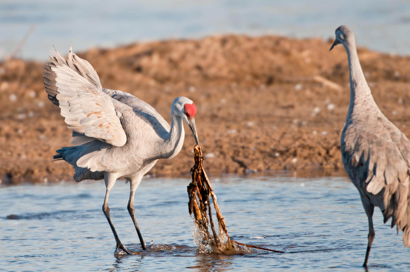 Hidden-Sandhill-Crane-Roosting-Sites-In-Nebraska8217s-Rowe-Sanctuary hidden-sandhill-crane-roosting-sites-in-nebraskas-rowe-sanctuary