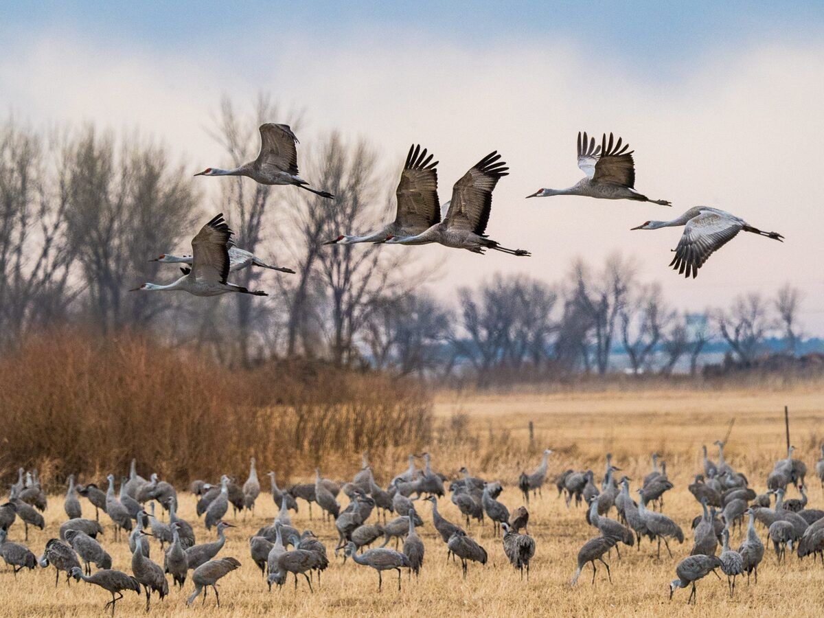 Hidden-Sandhill-Crane-Spots-In-Nebraska8217s-Platte-River-Valley hidden-sandhill-crane-spots-in-nebraskas-platte-river-valley