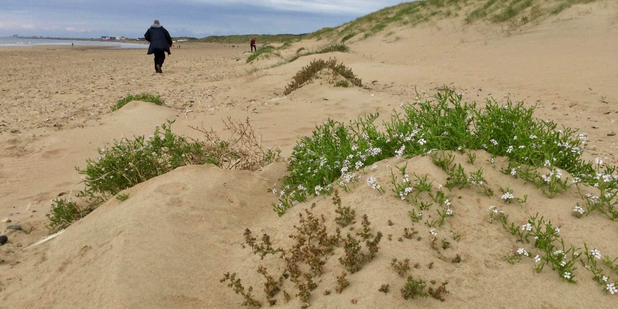 Hidden-Sea-Rocket-Beds-In-South-Carolina8217s-Coastal-Dunes hidden-sea-rocket-beds-in-south-carolinas-coastal-dunes