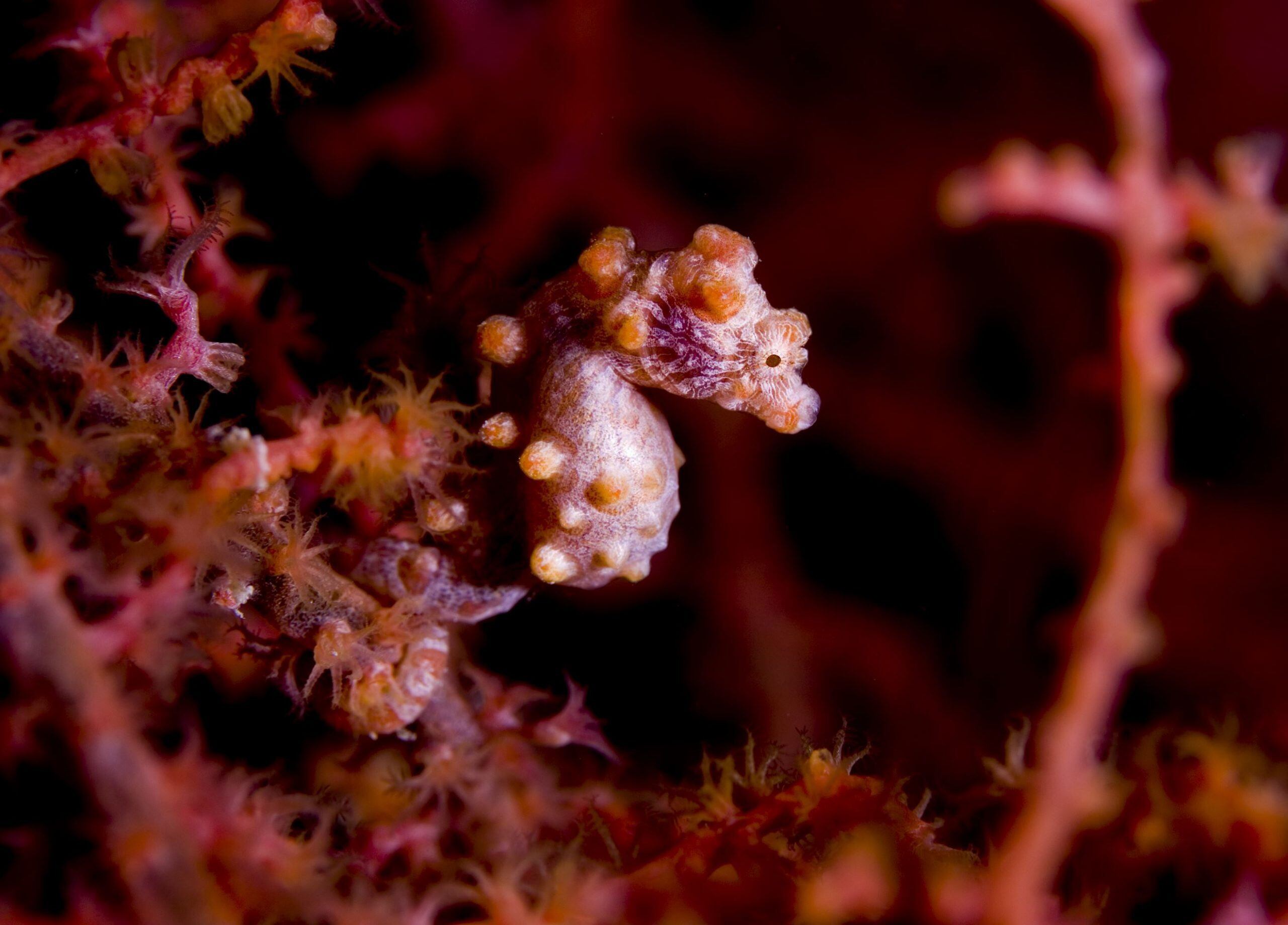 Hidden-Seahorse-Lagoons-Of-The-Coral-Coast hidden-seahorse-lagoons-of-the-coral-coast