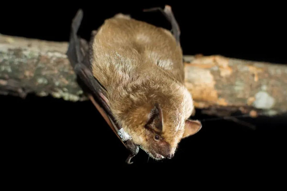 Hidden-Serotine-Bat-Sanctuaries-In-Ancient-Mines hidden-serotine-bat-sanctuaries-in-ancient-mines