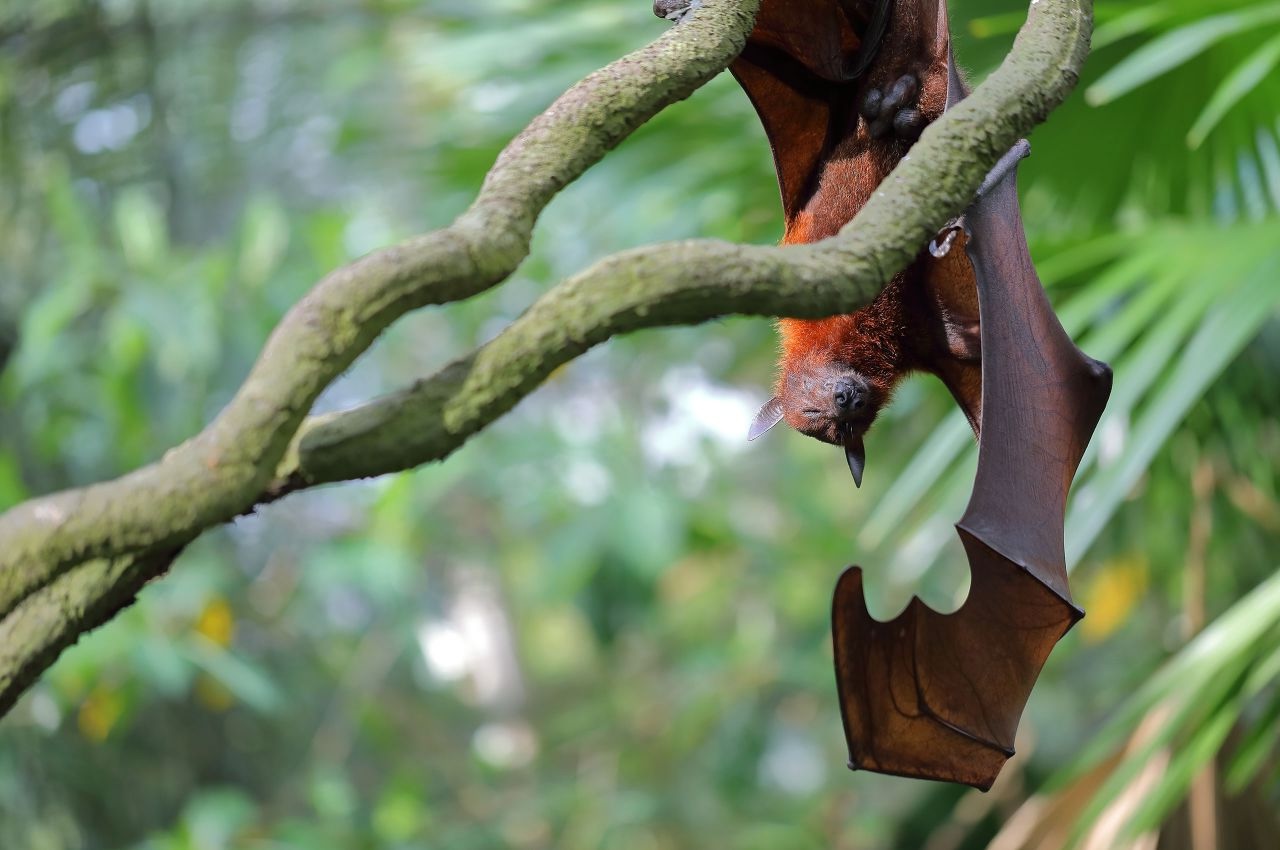 Hidden-Serotine-Bat-Sanctuaries-In-Twilight-Trees hidden-serotine-bat-sanctuaries-in-twilight-trees