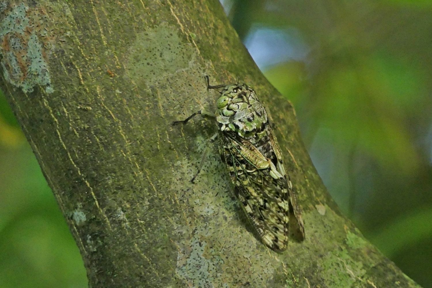 Hidden-Singing-Cicada-Sanctuaries-Of-Summer-Woods hidden-singing-cicada-sanctuaries-of-summer-woods