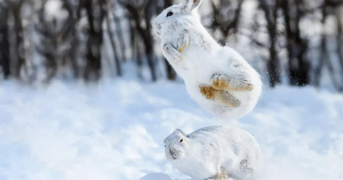 Hidden-Snowshoe-Hare-Havens-In-Pristine-Powder hidden-snowshoe-hare-havens-in-pristine-powder