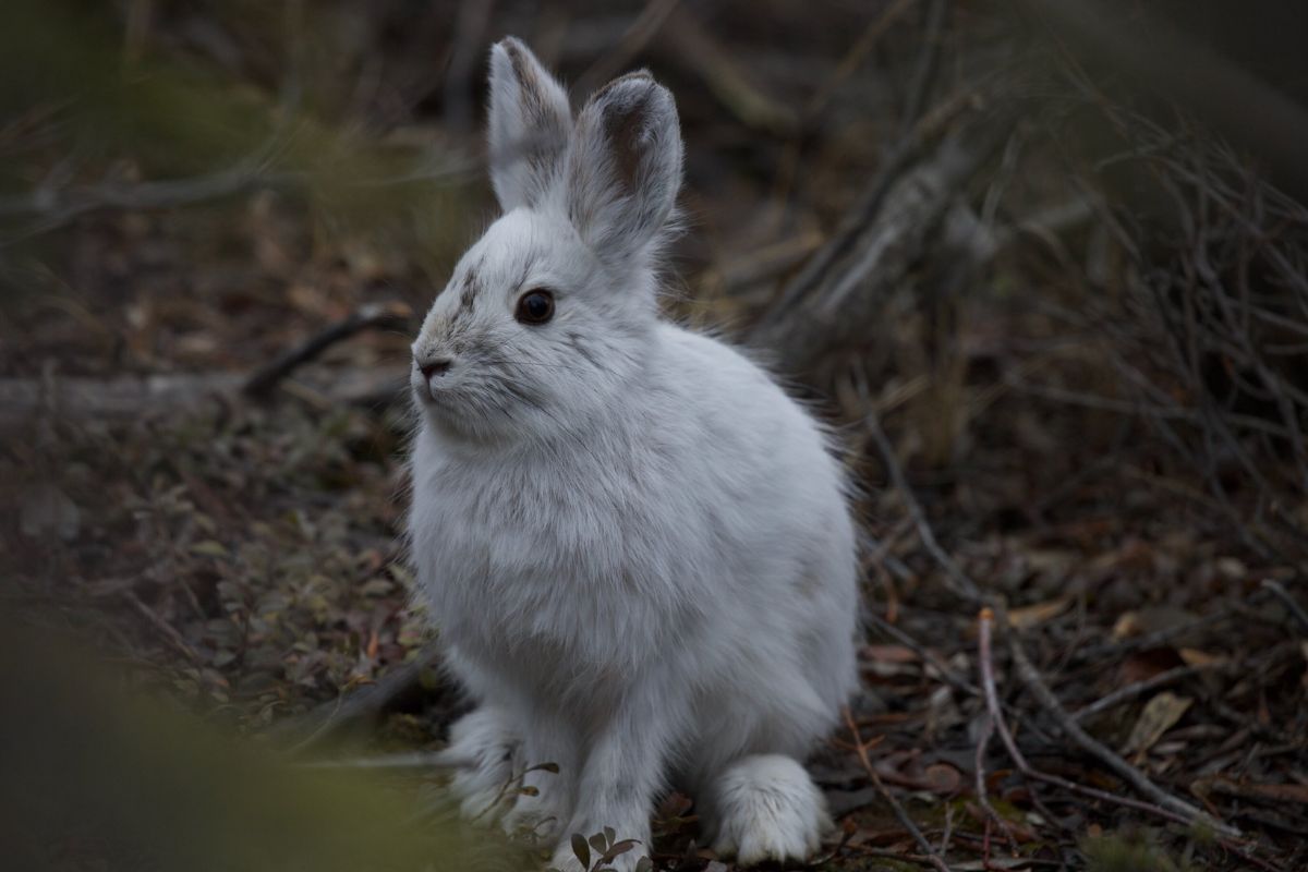 Hidden-Snowshoe-Hare-Havens-In-The-Boreal-Thickets hidden-snowshoe-hare-havens-in-the-boreal-thickets