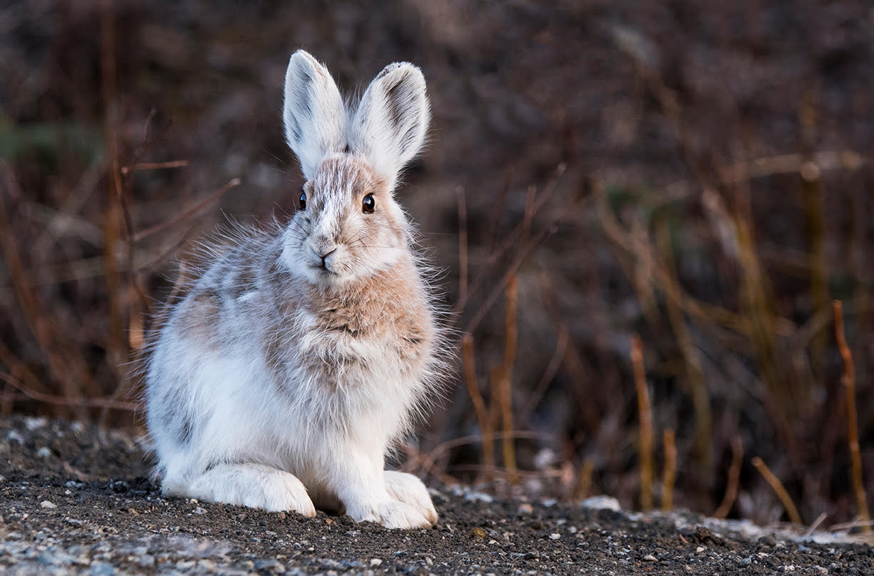 Hidden-Snowshoe-Hare-Havens-Of-The-Yukon-Territory hidden-snowshoe-hare-havens-of-the-yukon-territory