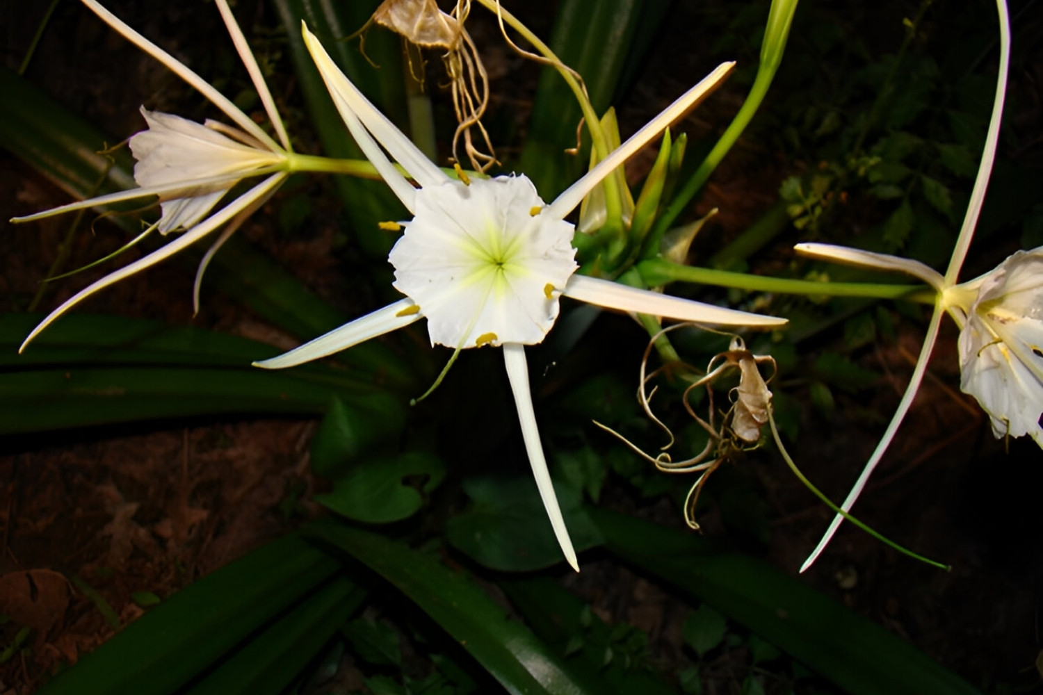 Hidden-Spider-Lily-Lagoons-In-Louisiana8217s-Atchafalaya-Basin hidden-spider-lily-lagoons-in-louisianas-atchafalaya-basin